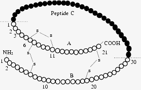 peptideCinsulina