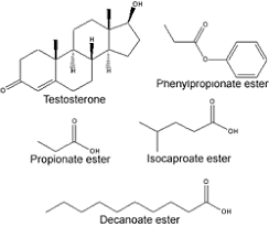 esteri